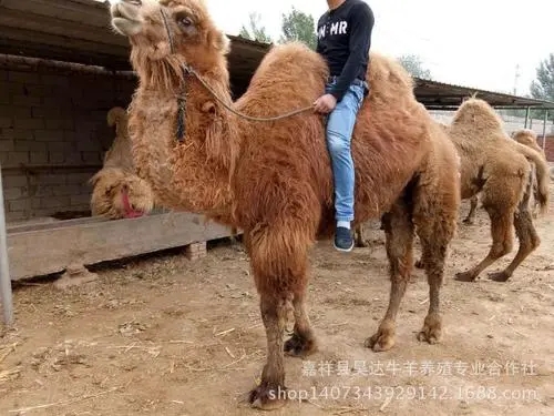 駱駝獨特的能量代謝與應激能力