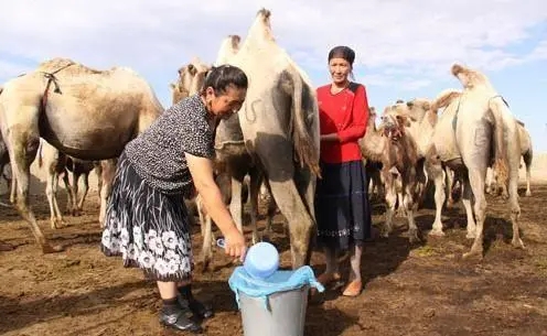 駝奶營養粉和駝乳**乳粉?的區别