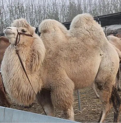 新疆駝奶和牛奶主要的區别在于低緻敏性